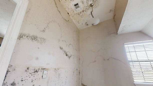 Best Basement Mold Removal  in USA